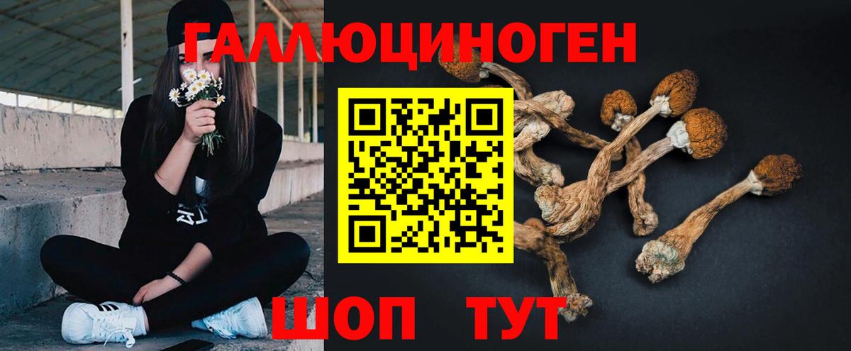 Галлюциногенные грибы Psilocybine cubensis Саранск